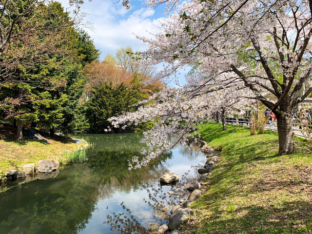【北海道｜怎樣在北海道札幌赴一場櫻花盛宴 🌸 意外的櫻花驚喜】