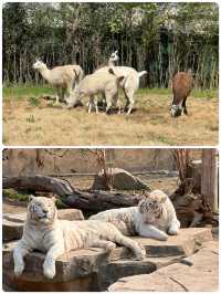 與長頸鹿共進早餐！南通森林動物園暴走秘笈