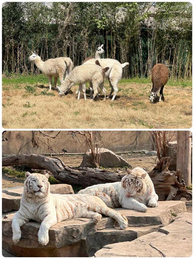 與長頸鹿共進早餐！南通森林動物園暴走秘笈