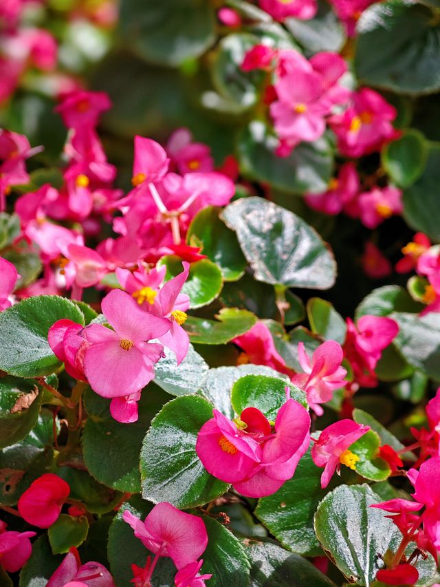 廈門·鼓浪嶼4月賞花攻略