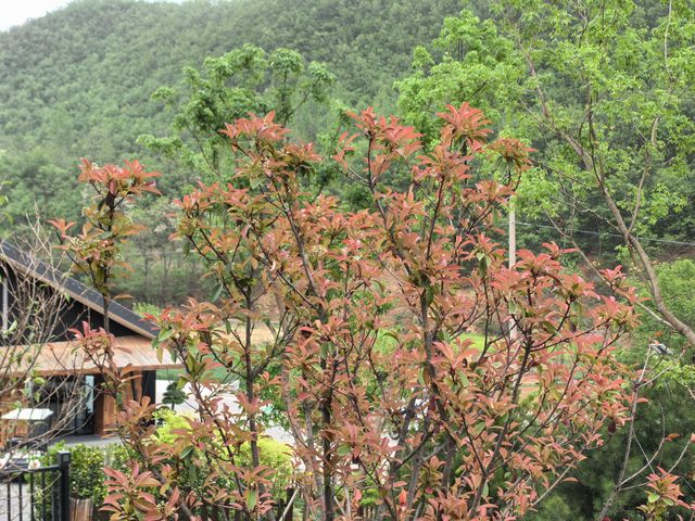 環境雅致的歷山.左岸民宿