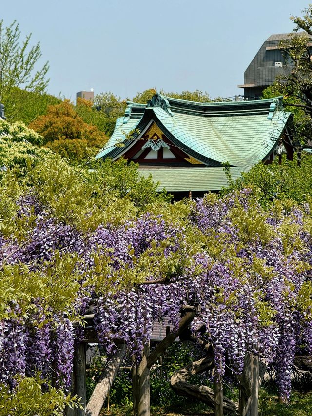 五一來日本看不了櫻花就看紫藤花🟪