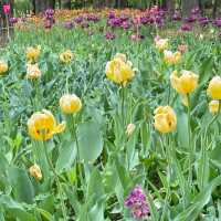  🌷首爾林春日限定浪漫｜鬱金香花海最後倒計時！附避坑拍照攻略 