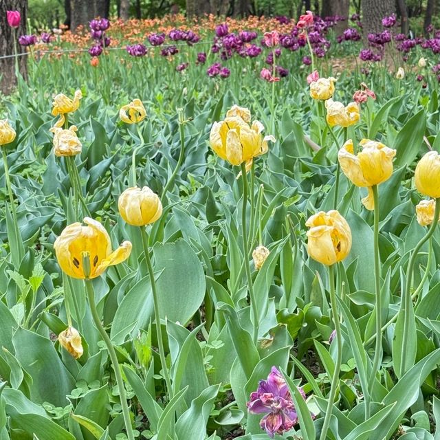  🌷首爾林春日限定浪漫｜鬱金香花海最後倒計時！附避坑拍照攻略 