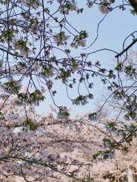春日限定|喺武漢嚟一場櫻花之約