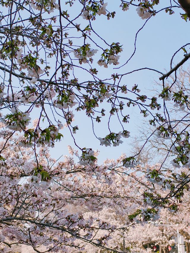 春日限定|喺武漢嚟一場櫻花之約
