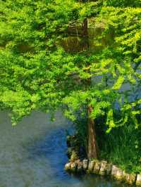 5月南京必衝燕雀湖莫奈花園睡蓮已上線🪷