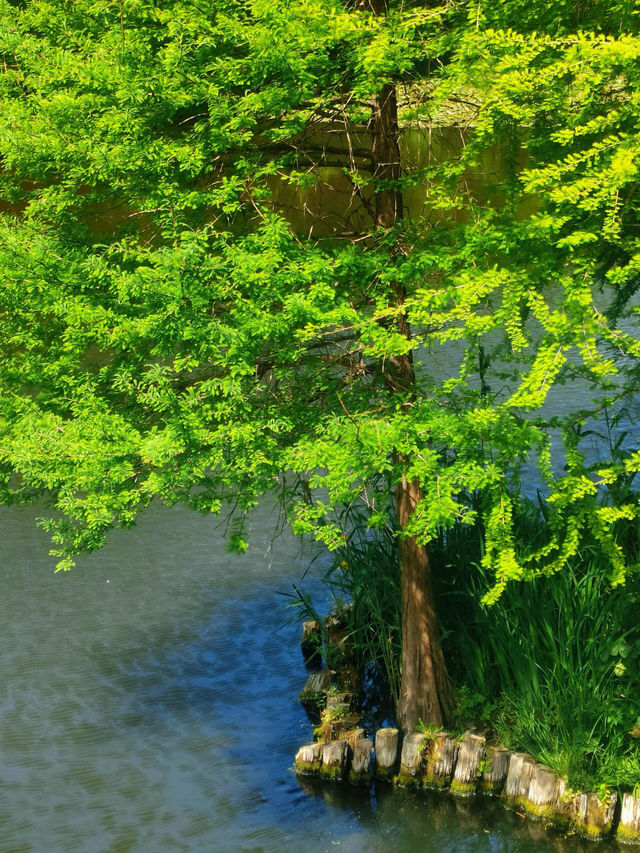 5月南京必衝燕雀湖莫奈花園睡蓮已上線🪷