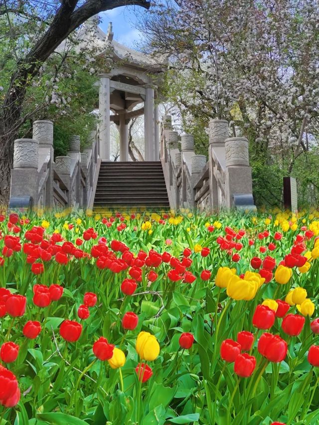 後悔冇早啲去！紅山公園真係太正啦