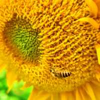 沒有向日葵花海的夏天是不完整的🌻！