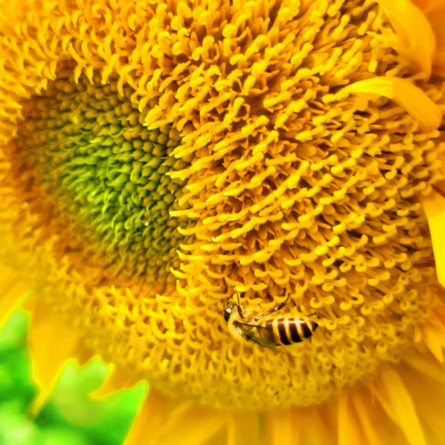 沒有向日葵花海的夏天是不完整的🌻！