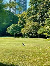 濱離宮恩賜庭園交通攻略：輕鬆抵達東京臨海庭園  