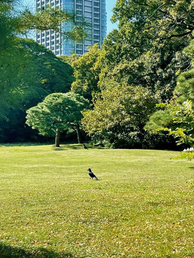 濱離宮恩賜庭園交通攻略：輕鬆抵達東京臨海庭園  