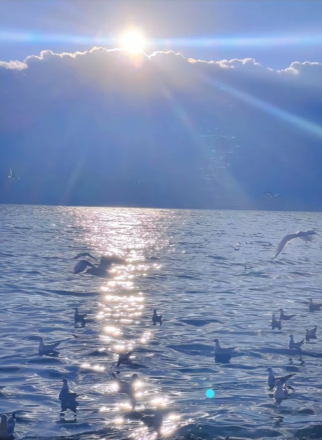 去洱海觀賞不一樣的風景