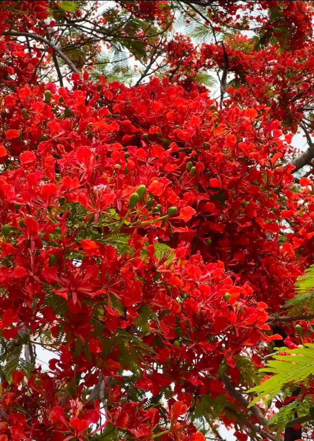 Shenzhen's Stunning Phoenix Flowers You Can't Miss