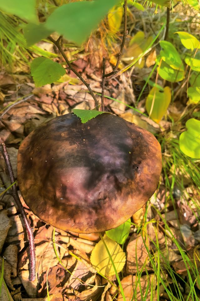 一定要來體驗東北林地深處的採蘑菇樂趣
