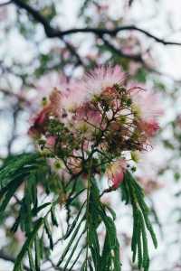 合歡花開| 這抹粉霧藏著初夏的浪漫