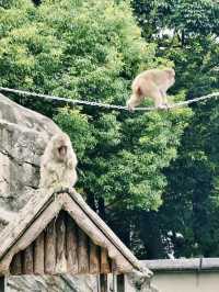 上野動物園：把熊貓的可愛帶回家