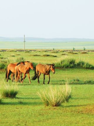 4-Day Holiday Guide to Hohhot, Baotou, and Ordos