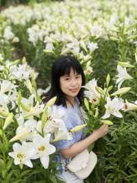 福州百合花田百花盛放中