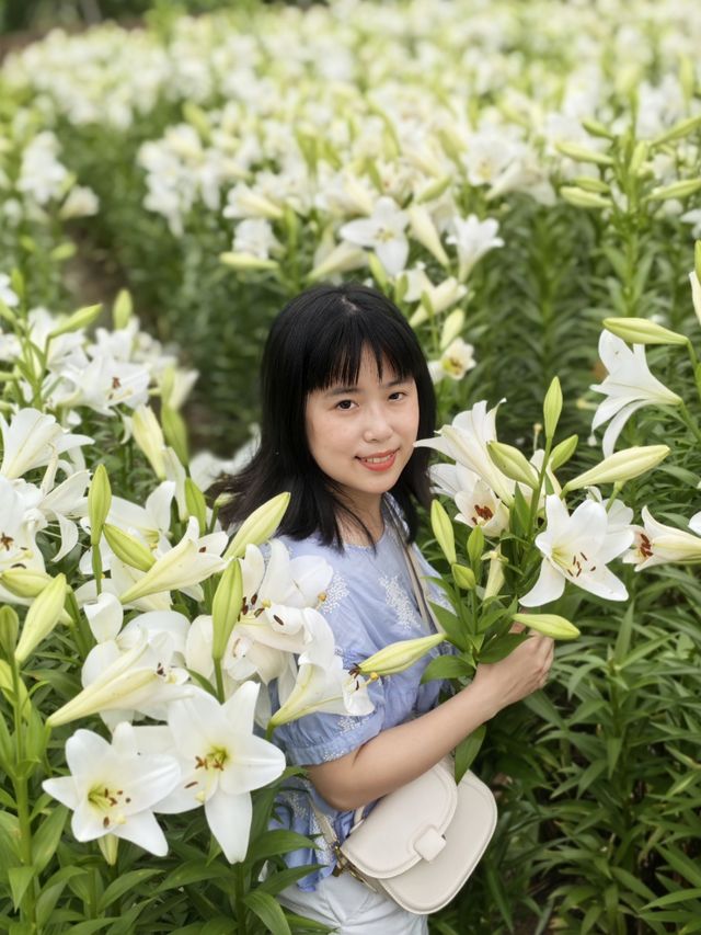福州百合花田百花盛放中