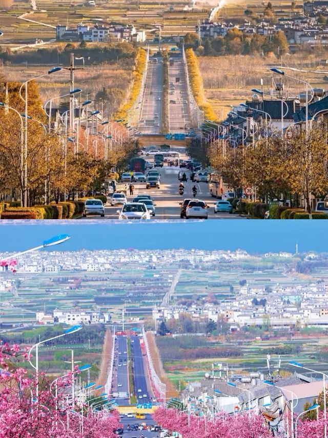 【蒼洱大道
