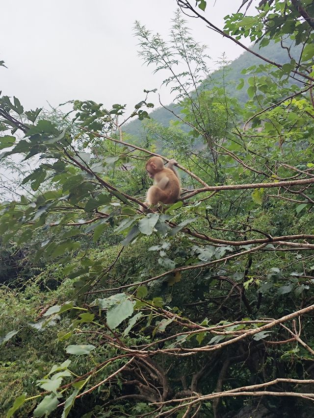 濟源猴山五龍口，太行山下的精靈王國