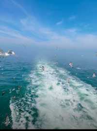 威海海驢島| 被十萬隻海鷗包圍係咩體驗？