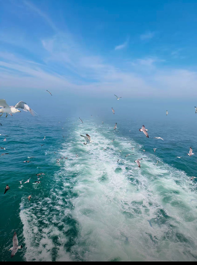 威海海驢島| 被十萬隻海鷗包圍係咩體驗？