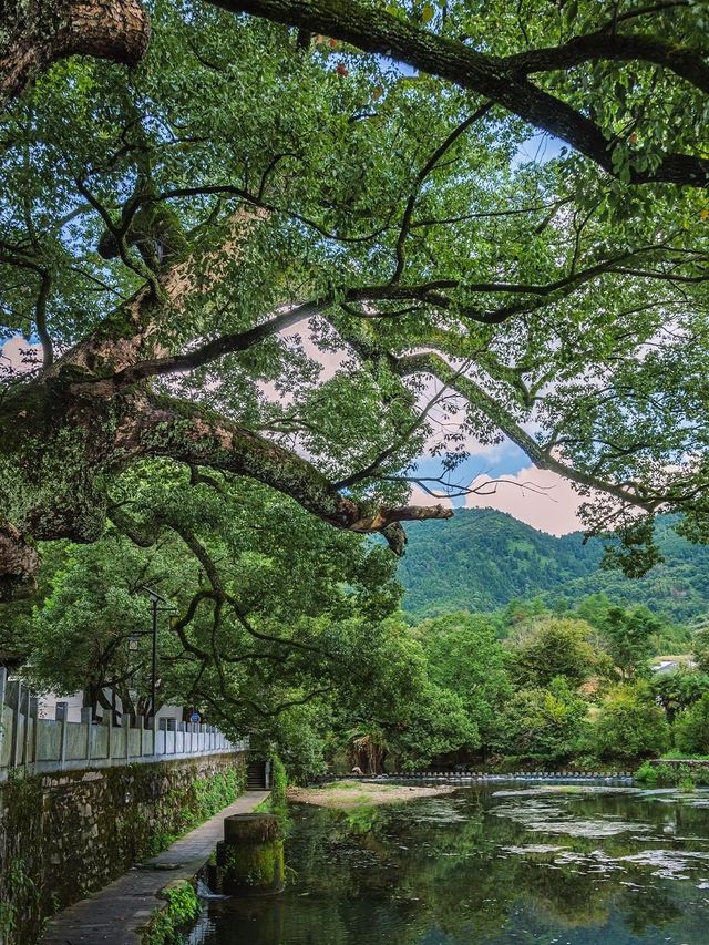 喺婺源，搵返細個嗰個夏天