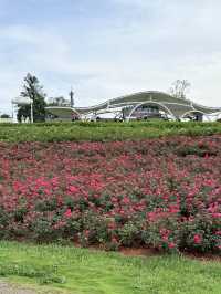 暑假親子遊|彌勒太平湖森林公園(附攻略)