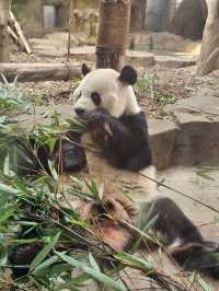 🐼 청두 자이언트 판다기지 이렇게 구경하세요 🐼