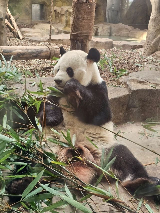 🐼 청두 자이언트 판다기지 이렇게 구경하세요 🐼