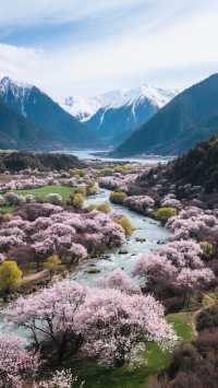 林芝春日桃花攻略