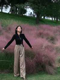 南京粉黛花海觀賞指南粉色仙境打卡攻略