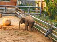 濟南動物園新晉頂流！2個月的小象寶寶必看，治癒一切不開心！