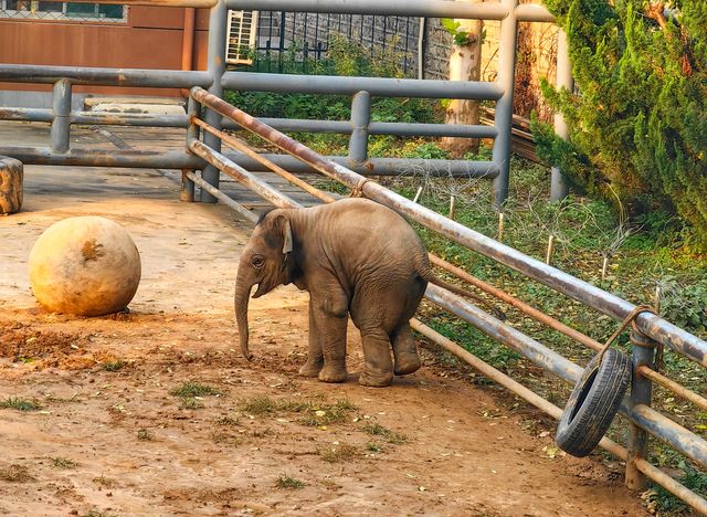 濟南動物園新晉頂流！2個月的小象寶寶必看，治癒一切不開心！