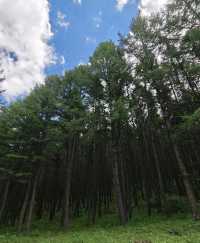 【崇禮版小瑞士】翠雲山全攻略收好這份避暑&滑雪神仙指南！