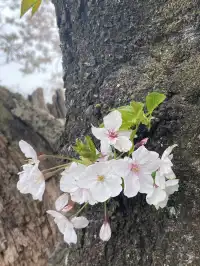 櫻花難民在九州找到了驚喜