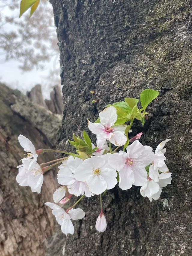 櫻花難民在九州找到了驚喜