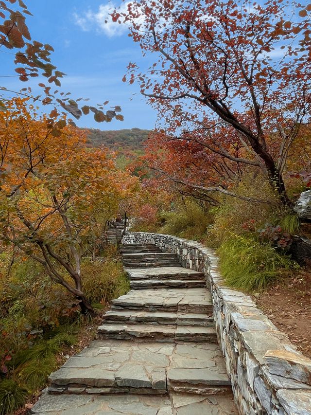 北京坡峰嶺,被國家地理認證的紅葉天花板! 北京坡峰嶺,被國家地理認證的紅葉天花板!