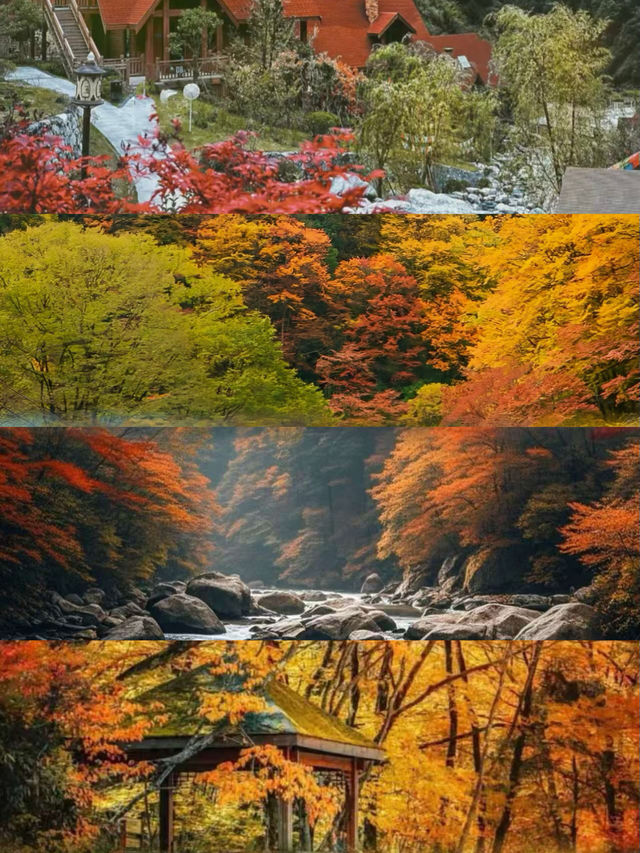 別卷國外了!四川光霧山,藏著中國紅葉的「天花板」 別卷國外了!四川光霧山,藏著中國紅葉的「天花板」