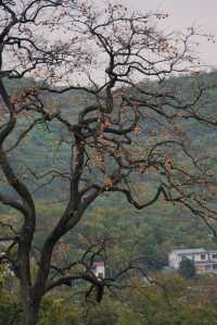 武漢2h自駕「中國甜柿第一村」的賞秋攻略