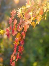 秋日邯鄲古建賞楓