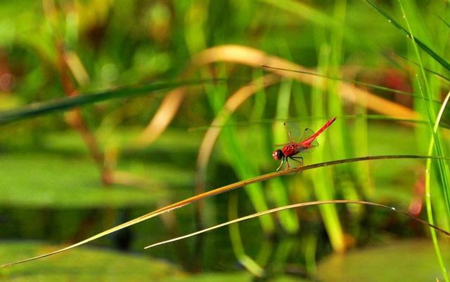 疫情前的奇幻之旅在博茨瓦納奧卡萬戈遇見非洲象