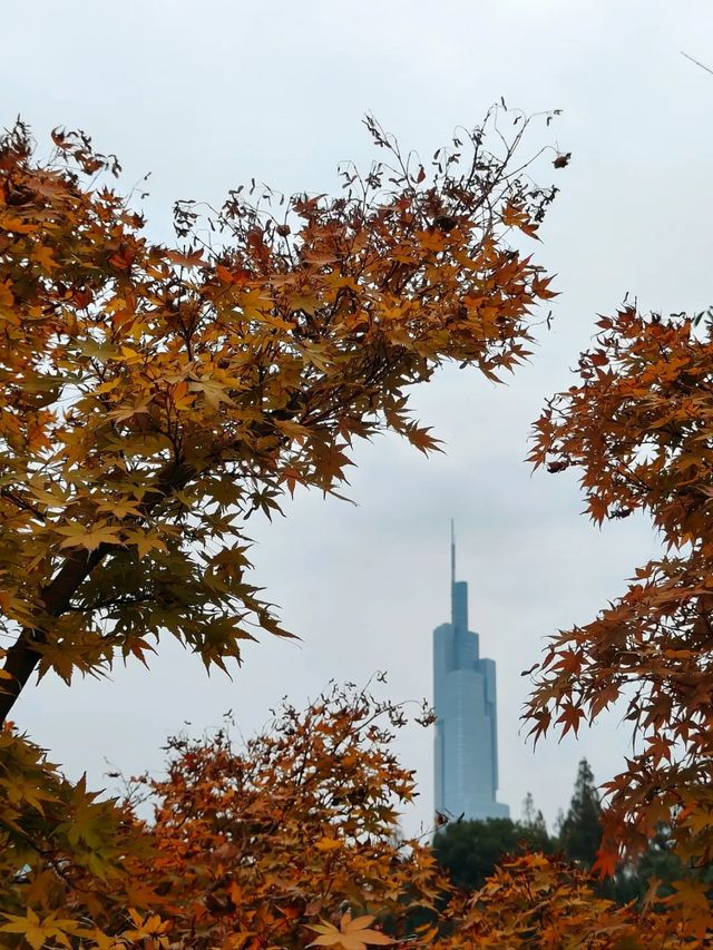 一城山水滿湖詩：邂逅金陵城下，最美玄武湖的秋天