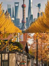 真的好期待上海的秋天!梧桐落葉是上海的秋意