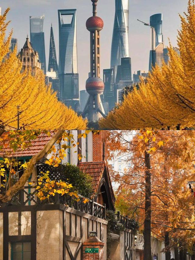 真的好期待上海的秋天!梧桐落葉是上海的秋意 真的好期待上海的秋天!梧桐落葉是上海的秋意