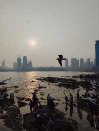 青島出遊之棧橋餵海鷗看落日