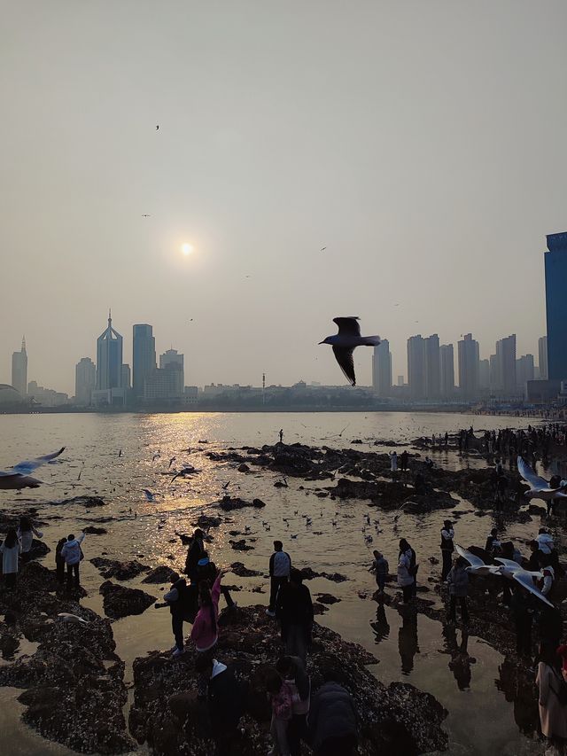 青島出遊之棧橋餵海鷗看落日